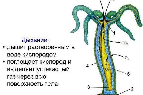 Kraken market ссылка тор